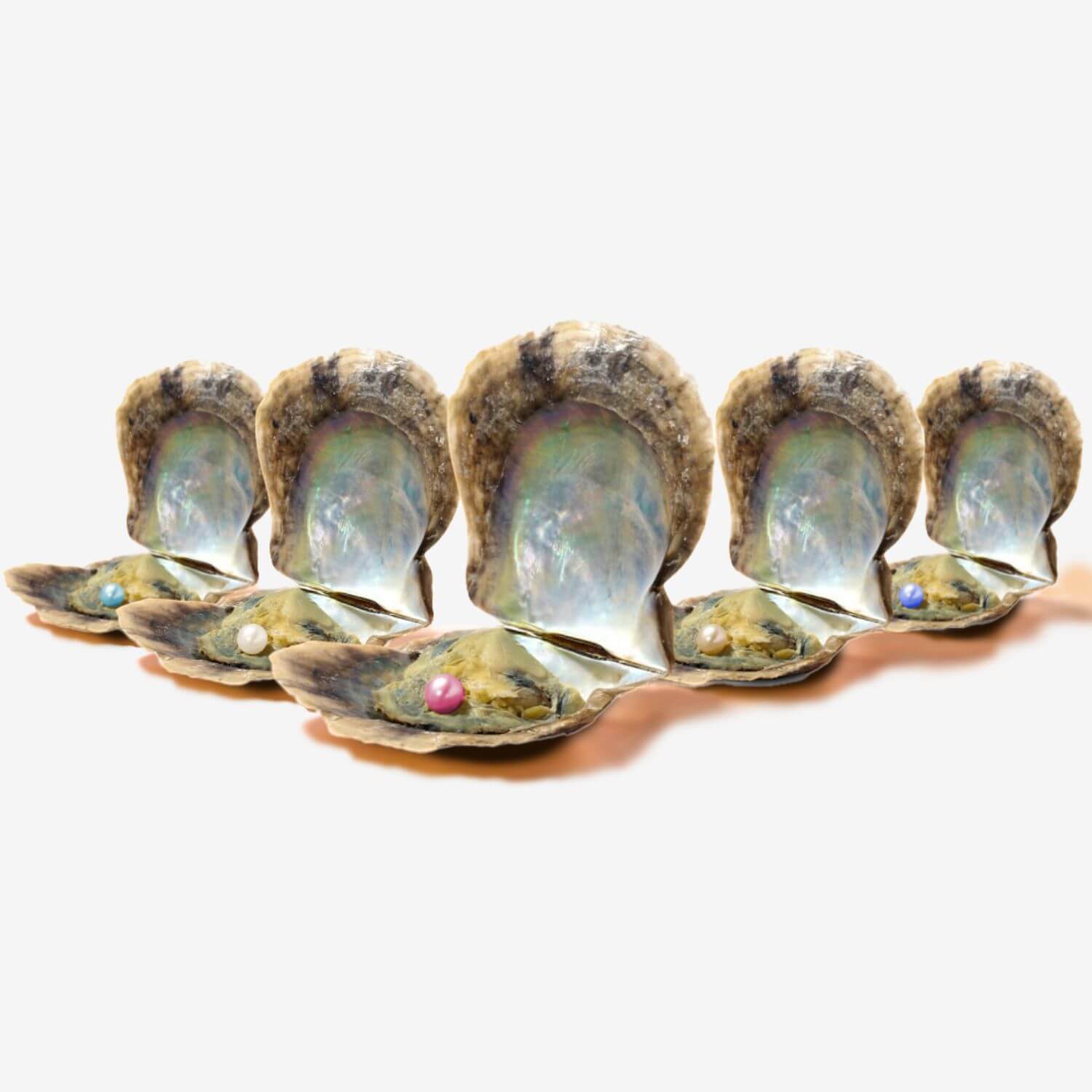 5 extra Austern - WunschPerlen3BP2NP