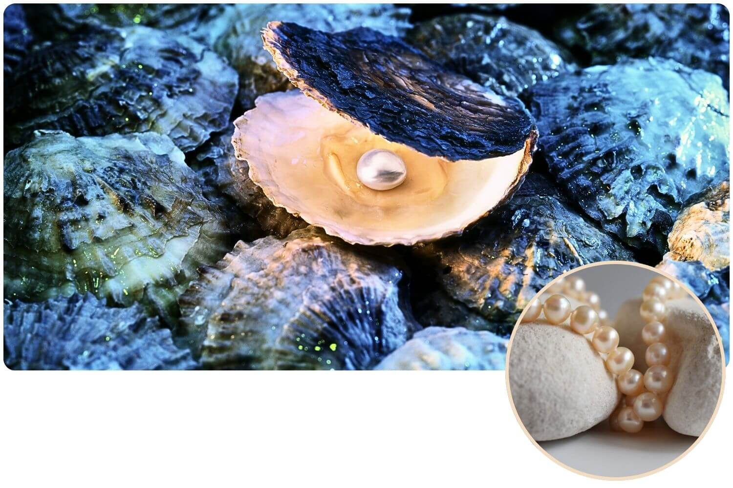 Wie entstehen Perlen in Muscheln? - WunschPerlen